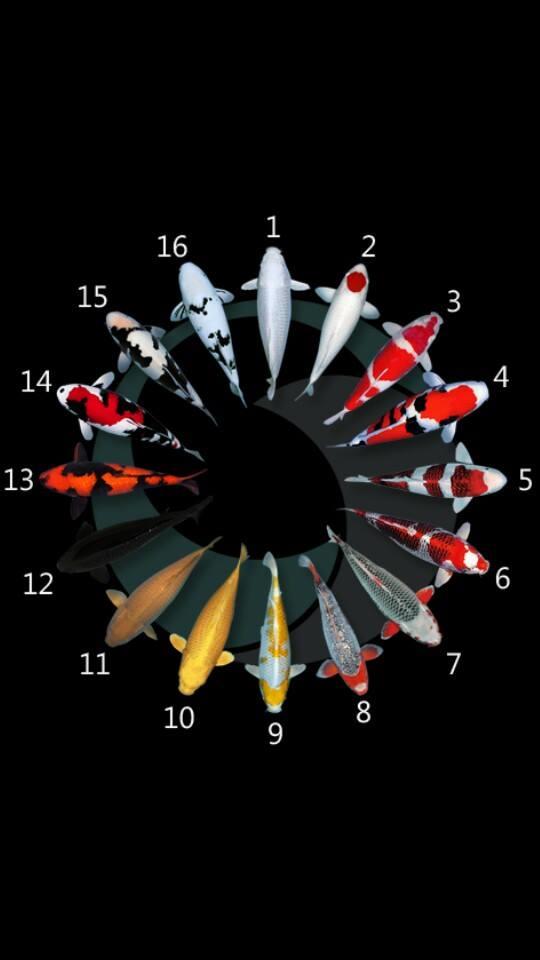 haioase - 1394024744339025581795652641788n.jpg